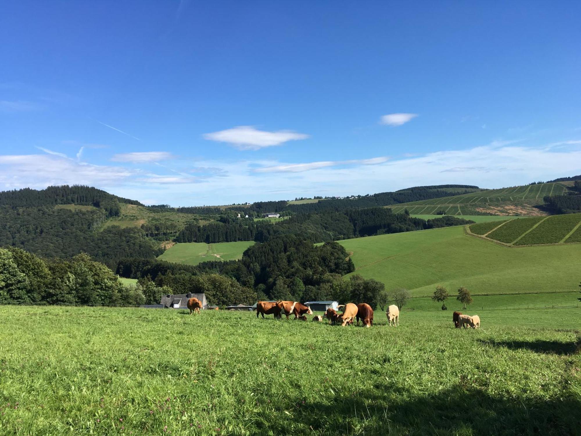 Brandenburger * Schmallenberg